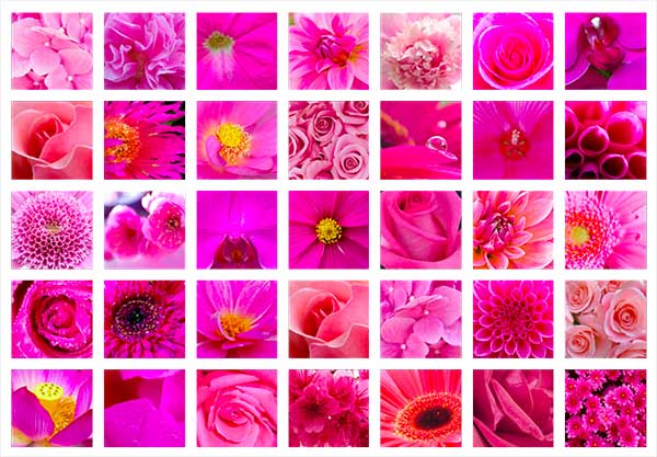 Rose magenta galerie d'images symbolique et psychologie des couleurs