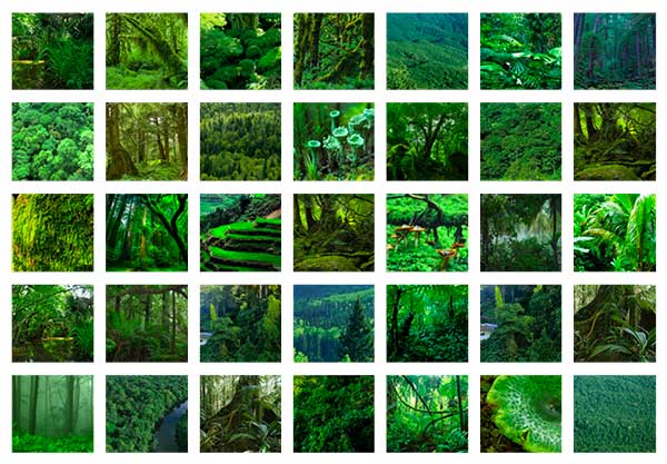 Vert forêt galerie d'images symbolique et psychologie des couleurs